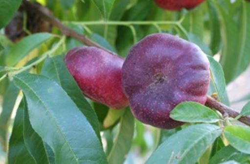 Nectarine plate 'Mesembrine'