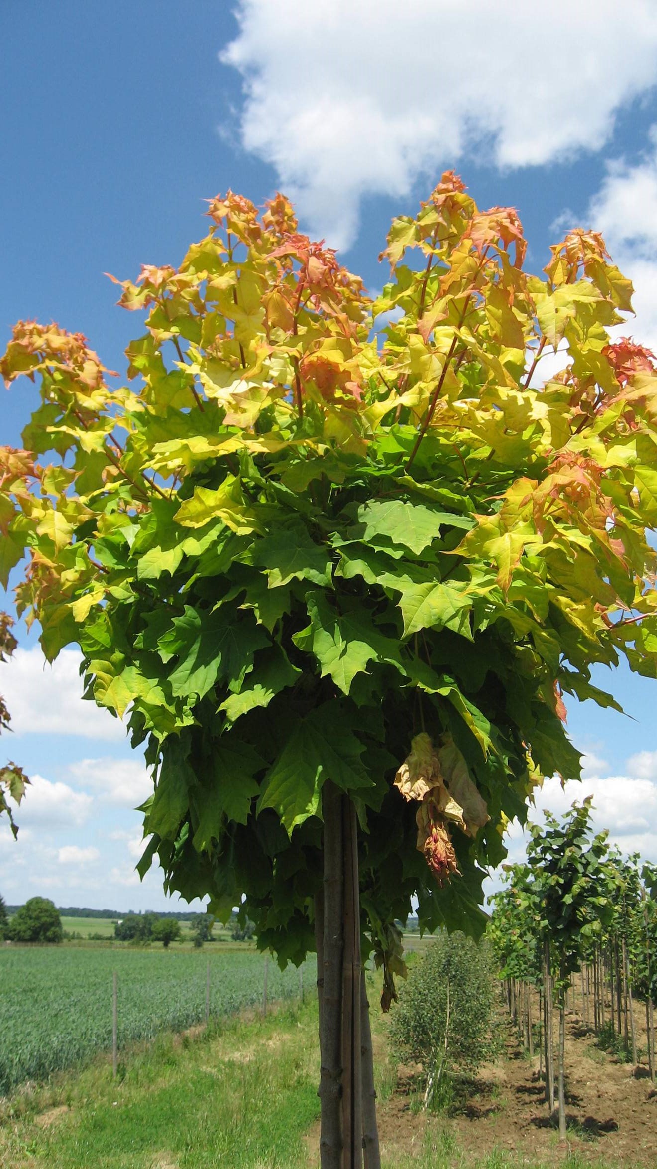 Acer Platanoïdes 'Golden Globe'