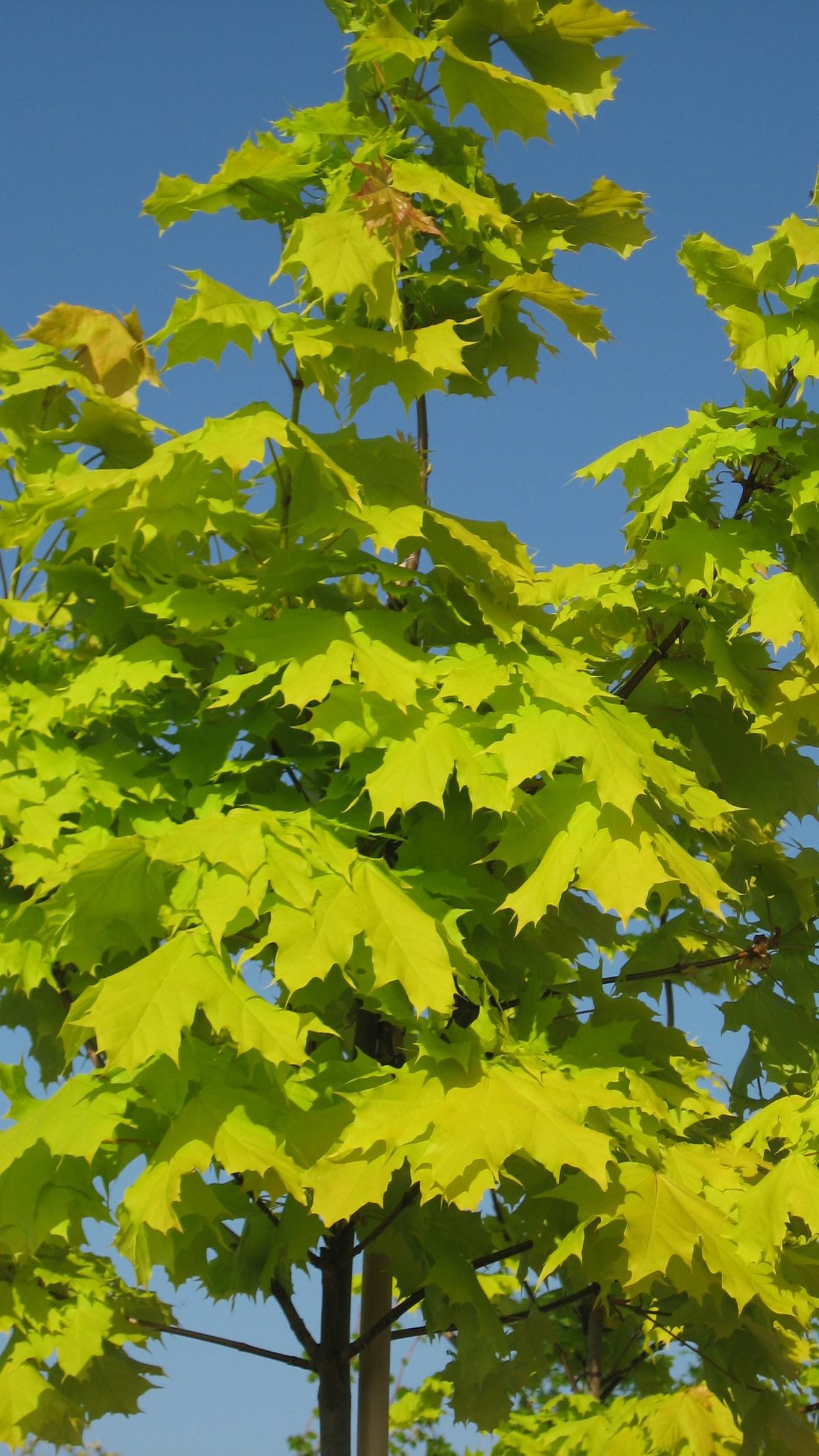 Acer Platanoides  'Priceton Gold'