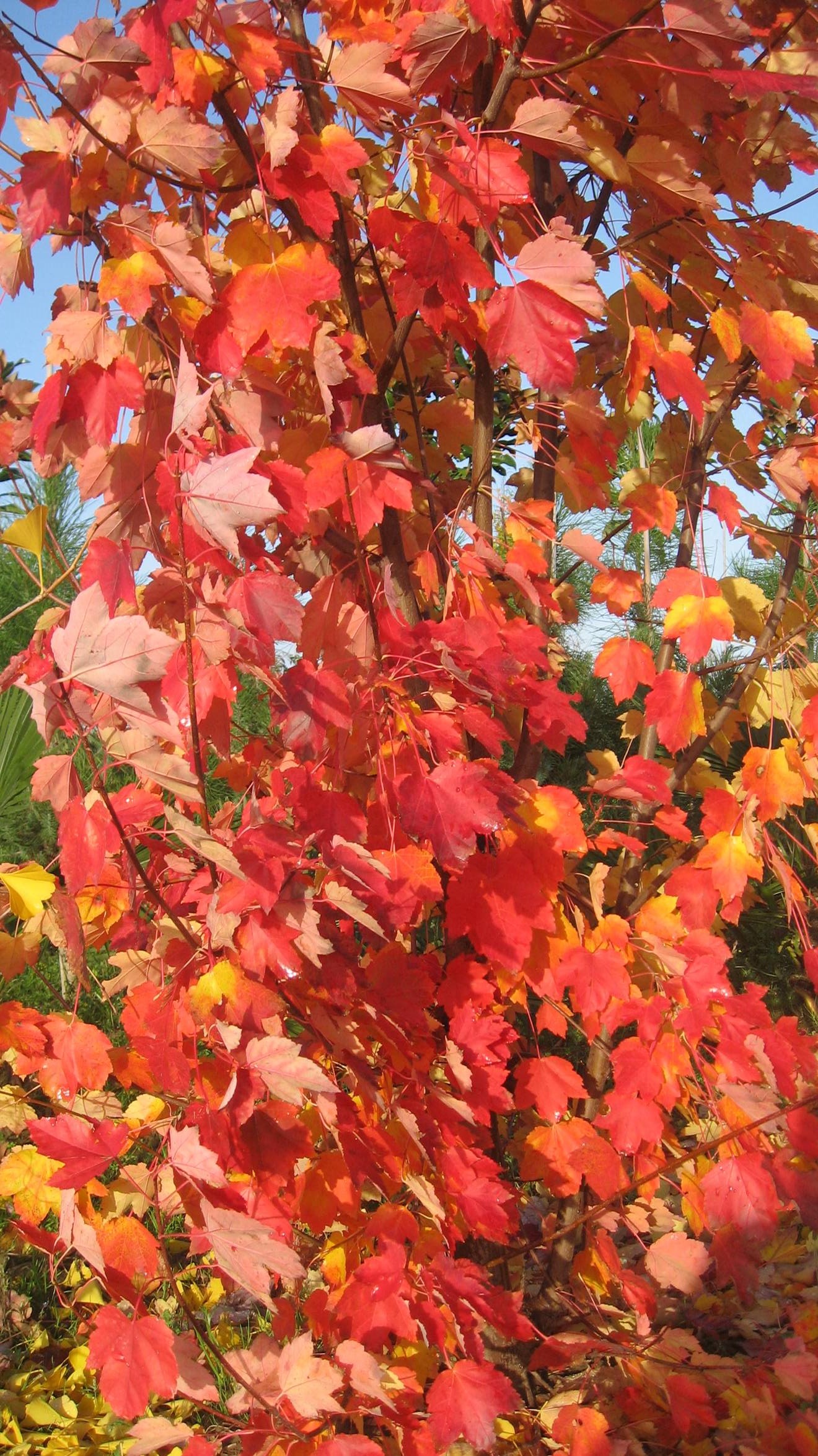 Acer Rubrum 'Scanlon'