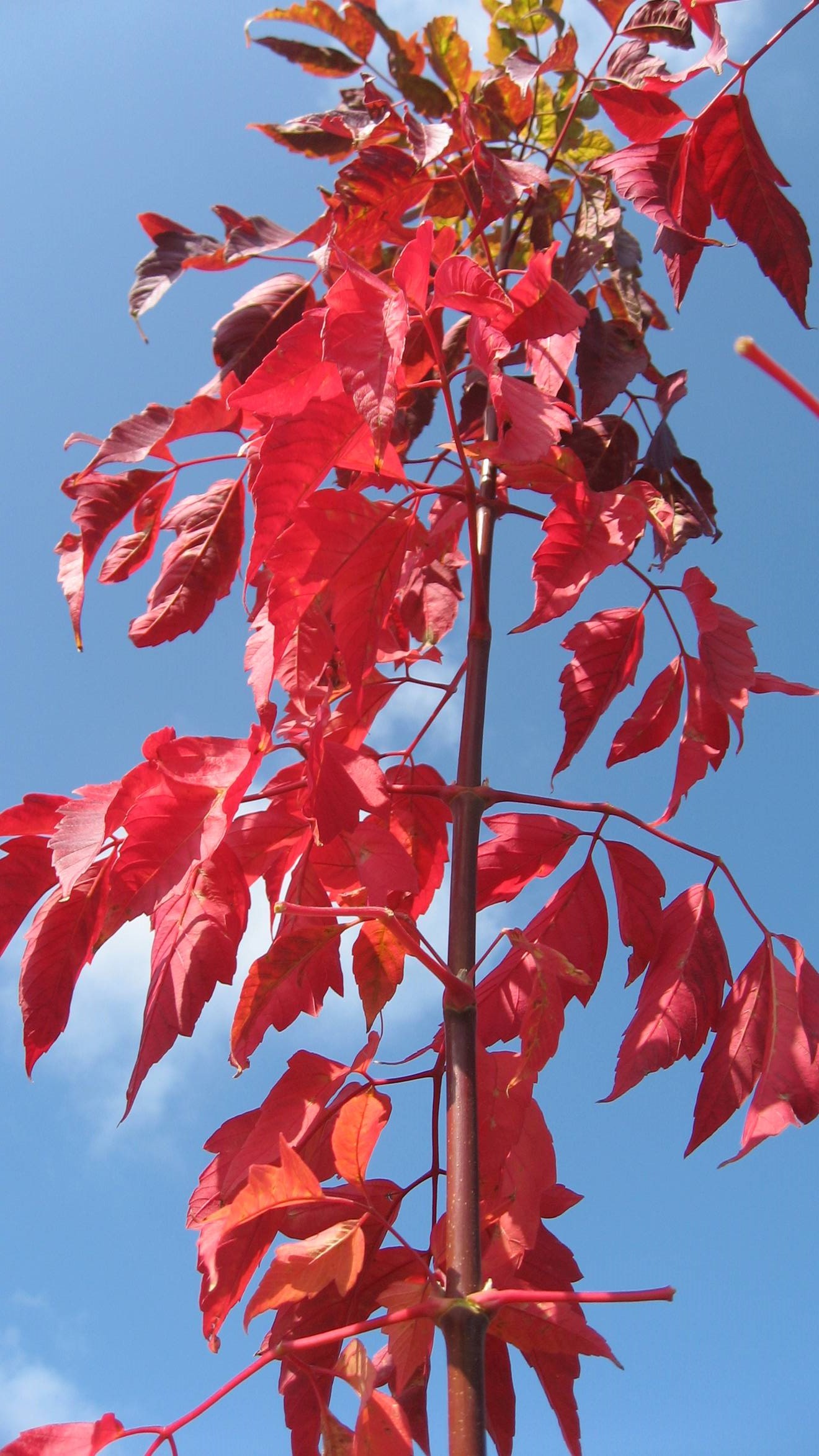 Acer Negundo 'Sensation'