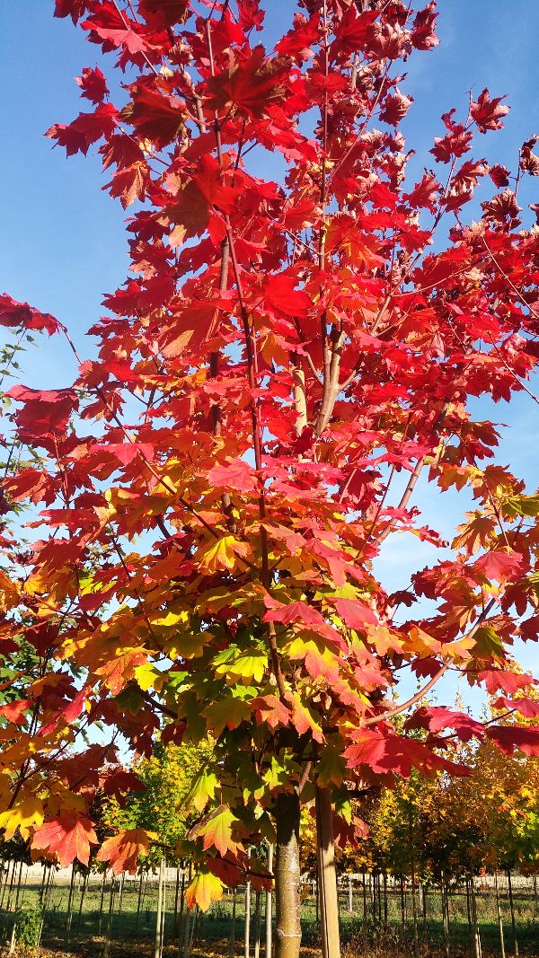 Acer 'Circinatum'