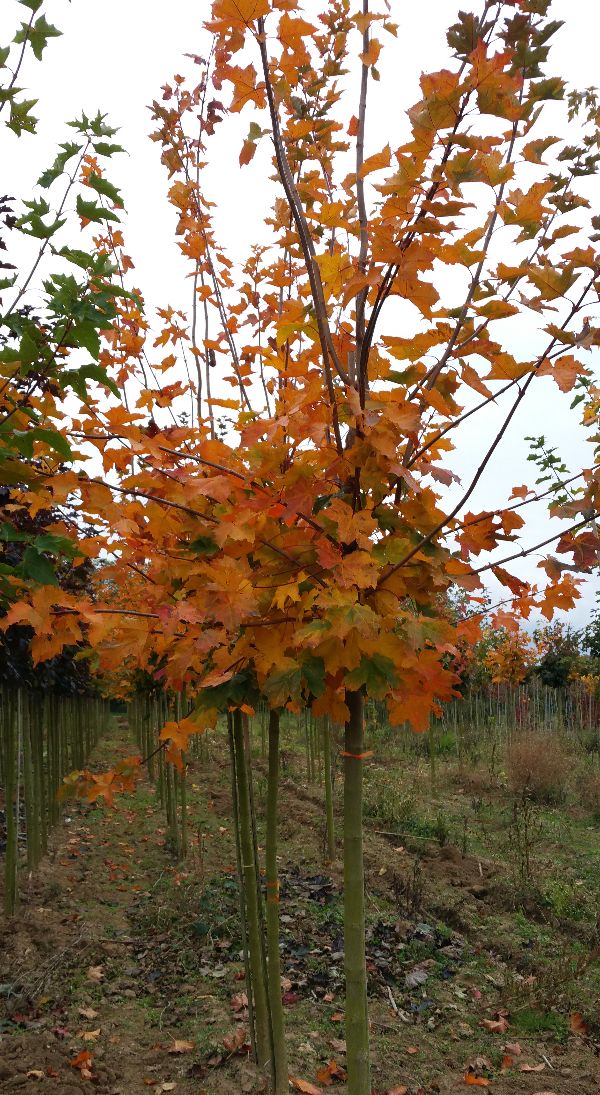 Acer 'Deborah'