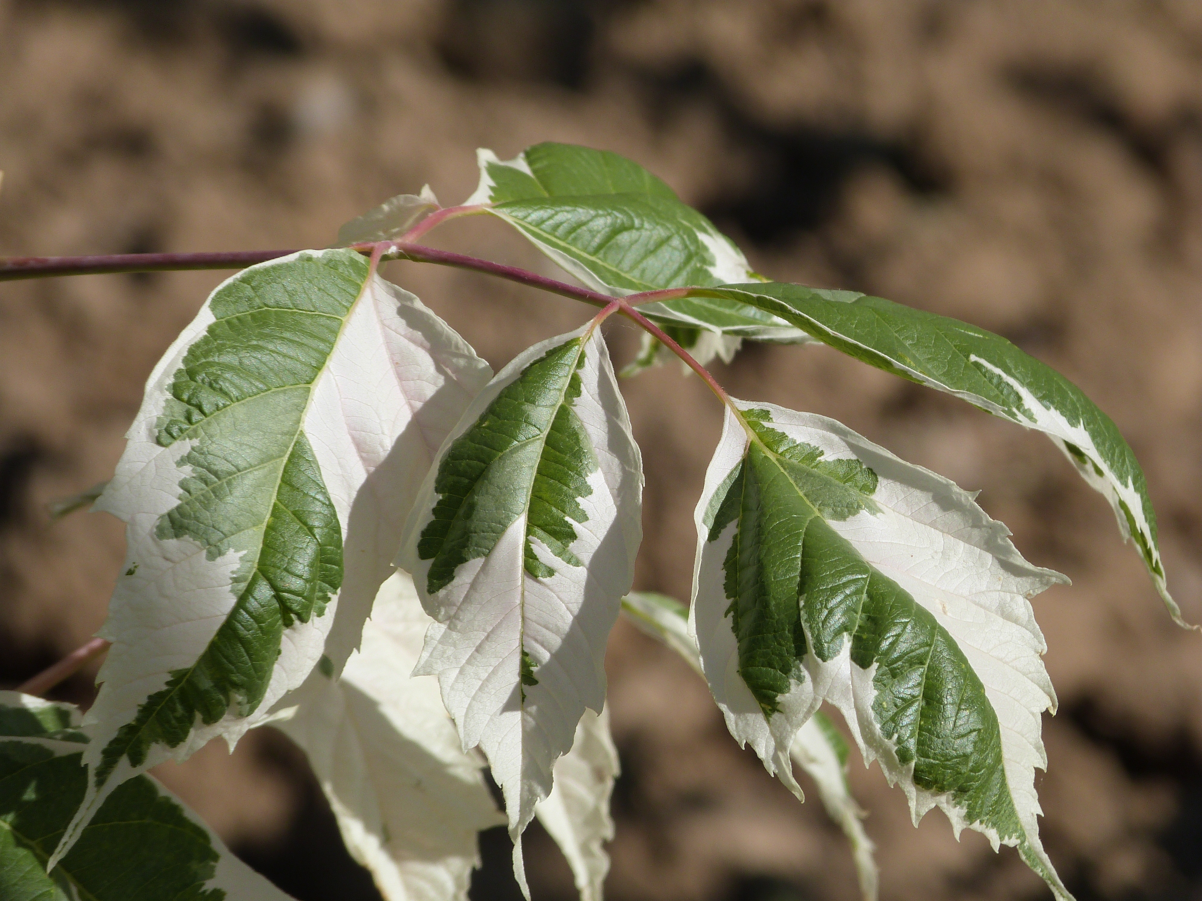 Acer Negundo 'Flamingo'