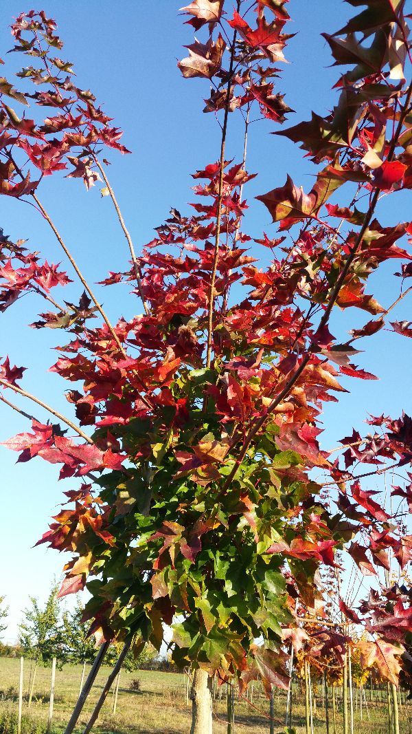 Acer 'Pacific Sunset'