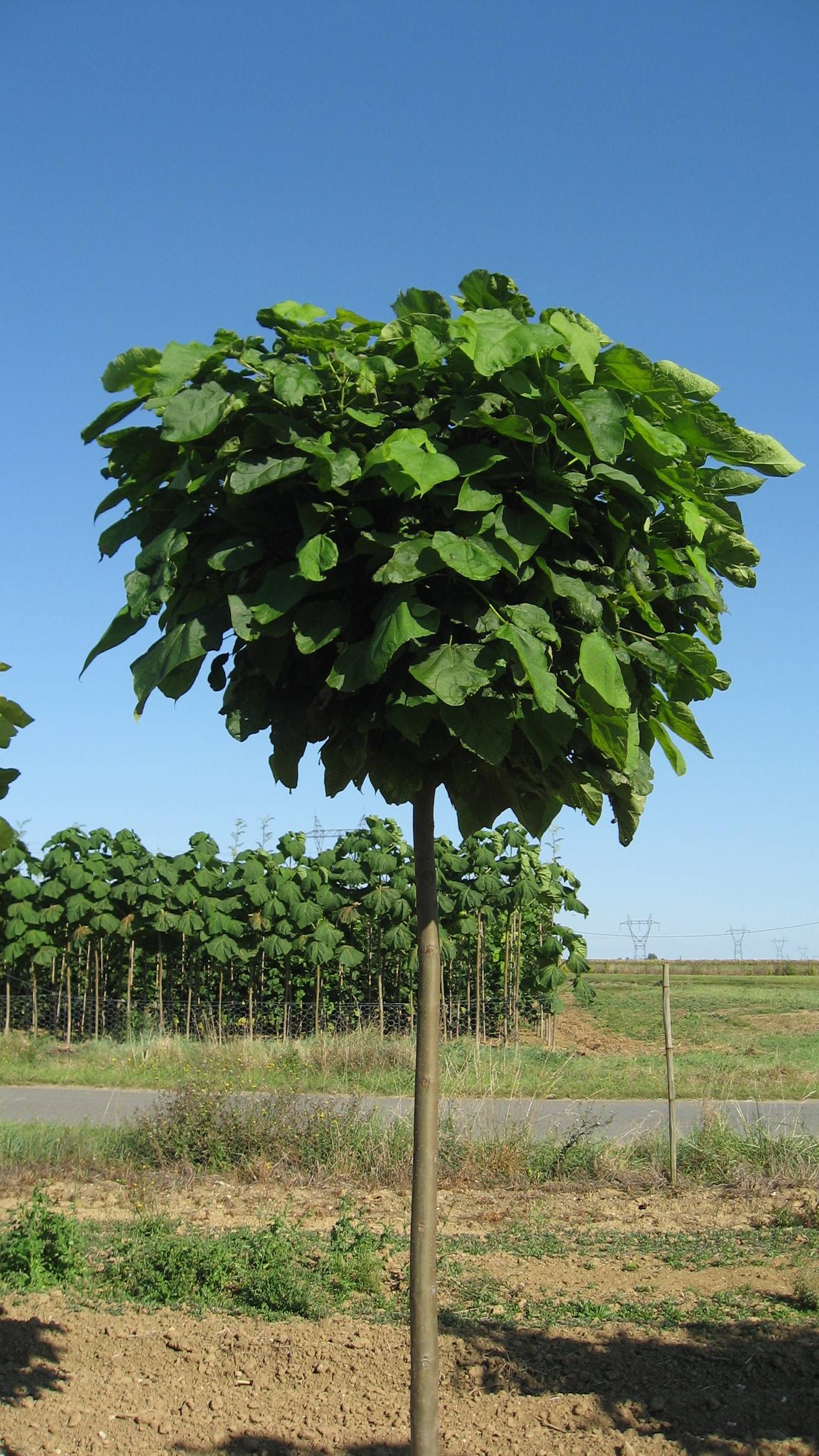 Catalpa 'Nana'