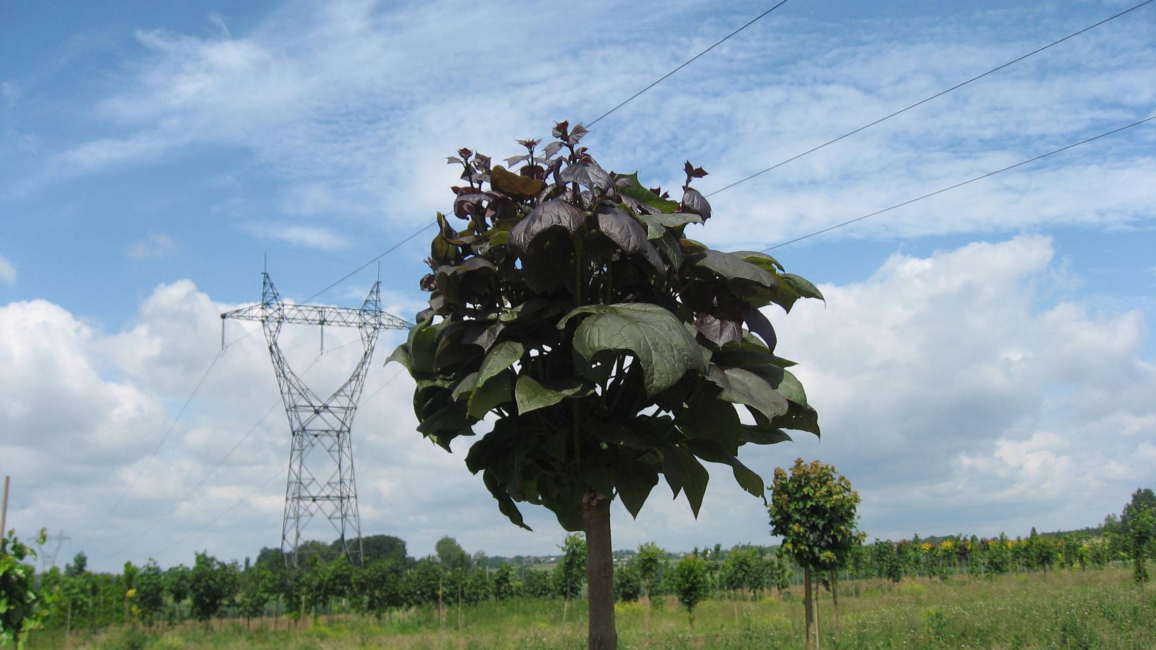 Catalpa 'Purpurea'