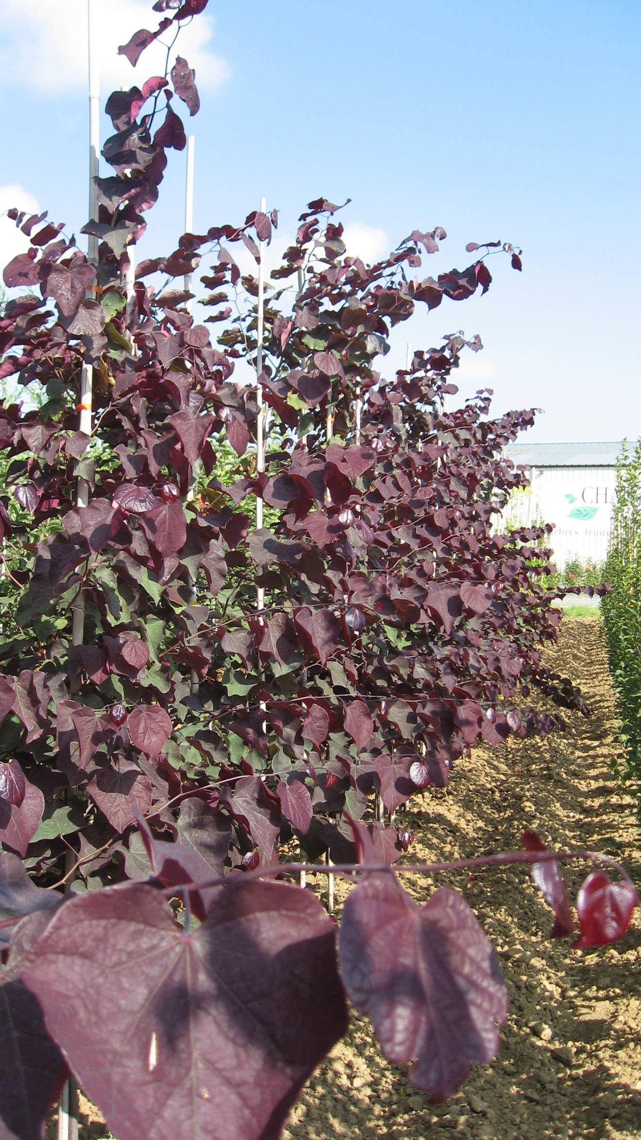 Cercis 'Forest Pansy'