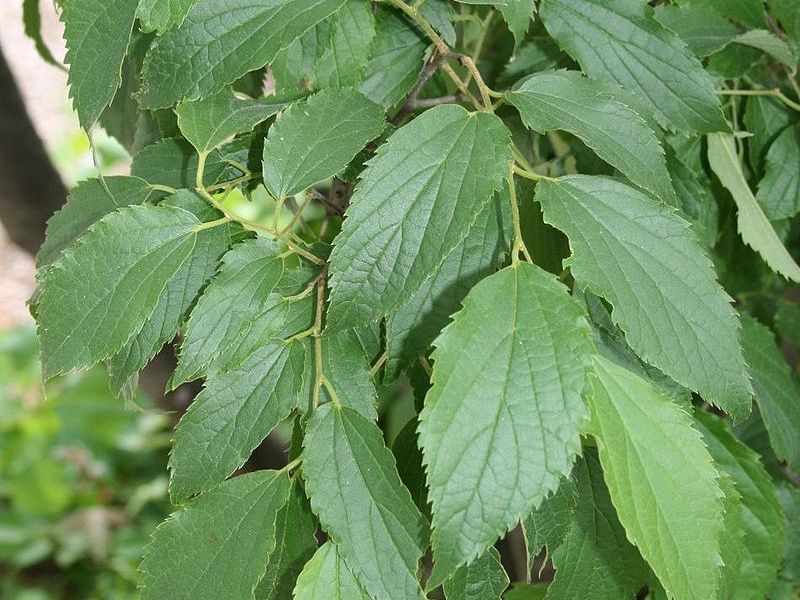 Celtis australis (Credit photo : Franz Xaver)