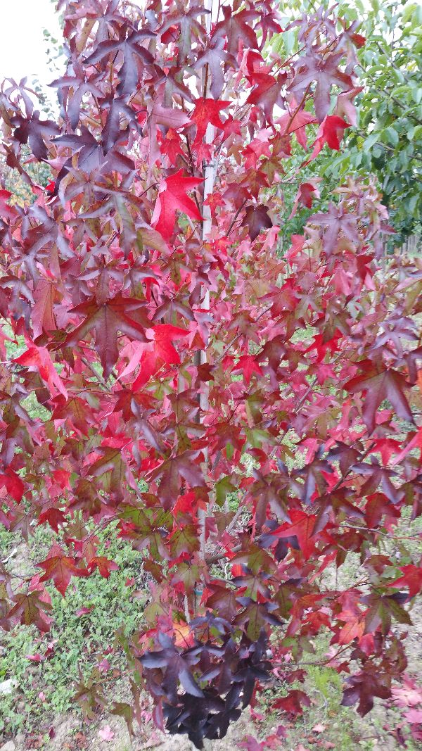 Liquidambar styraciflua