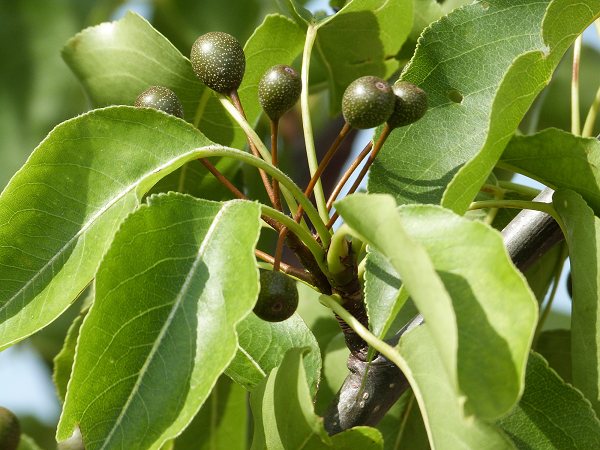 Pyrus 'Chanticleer'