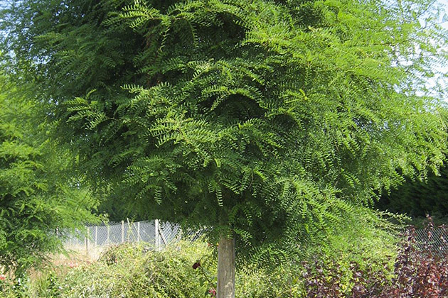 Robinia 'Mimosaefolia'