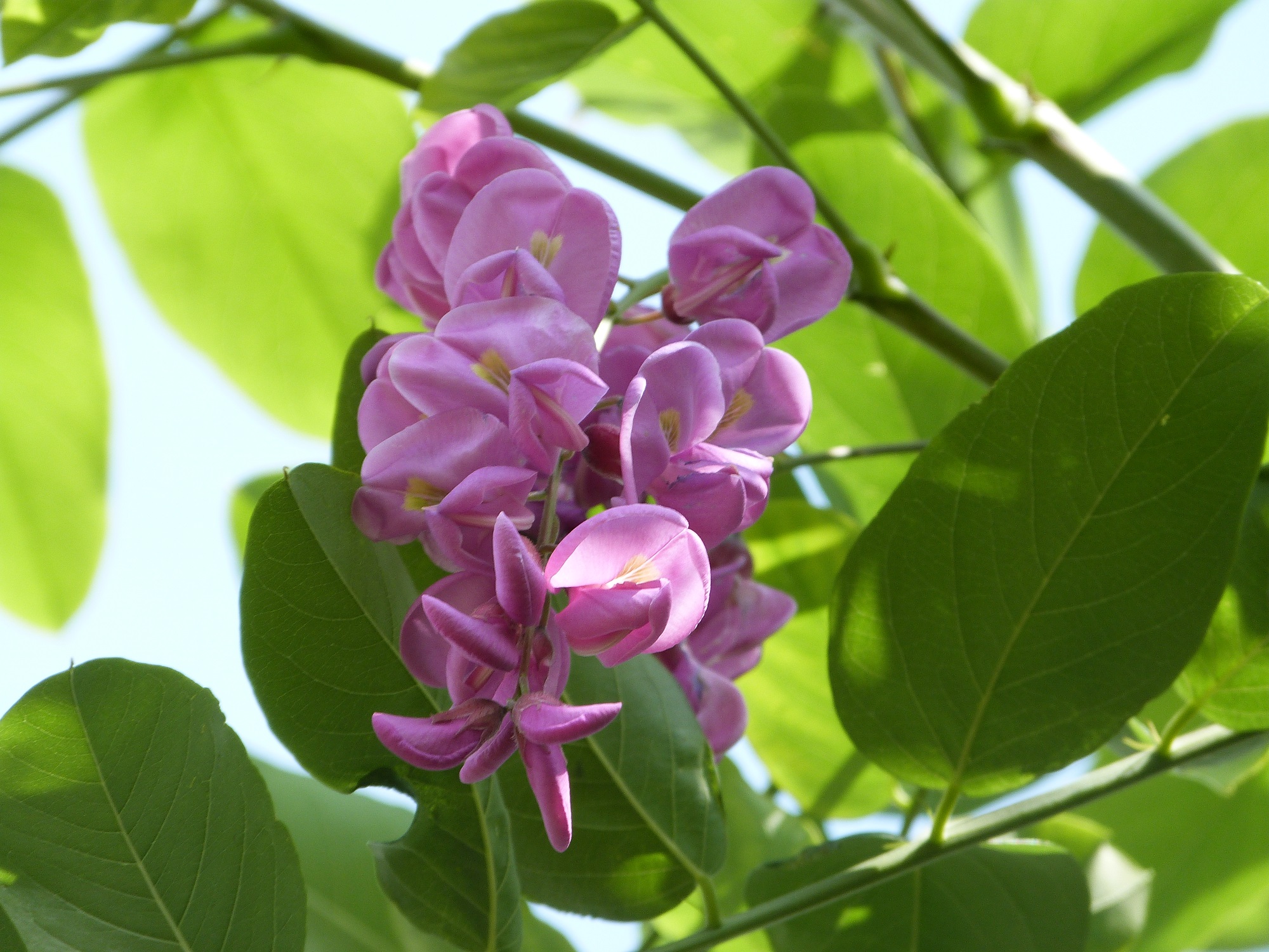 Robinia 'Casque Rouge"