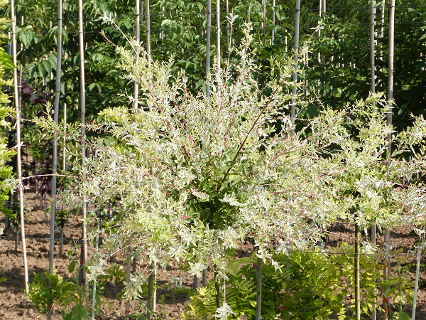 Salix integra 'Hakuro Nishiki'