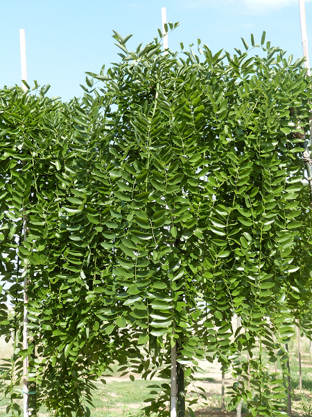 Sophora japonica