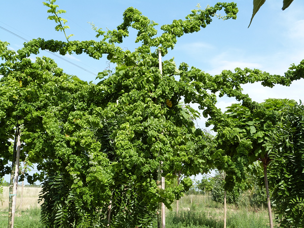 Sophora japonica 'Dotiana'