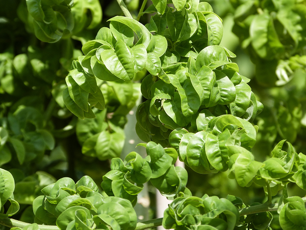 Sophora japonica 'Dotiana'