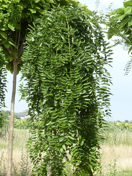 Sophora japonica 'Pendula'