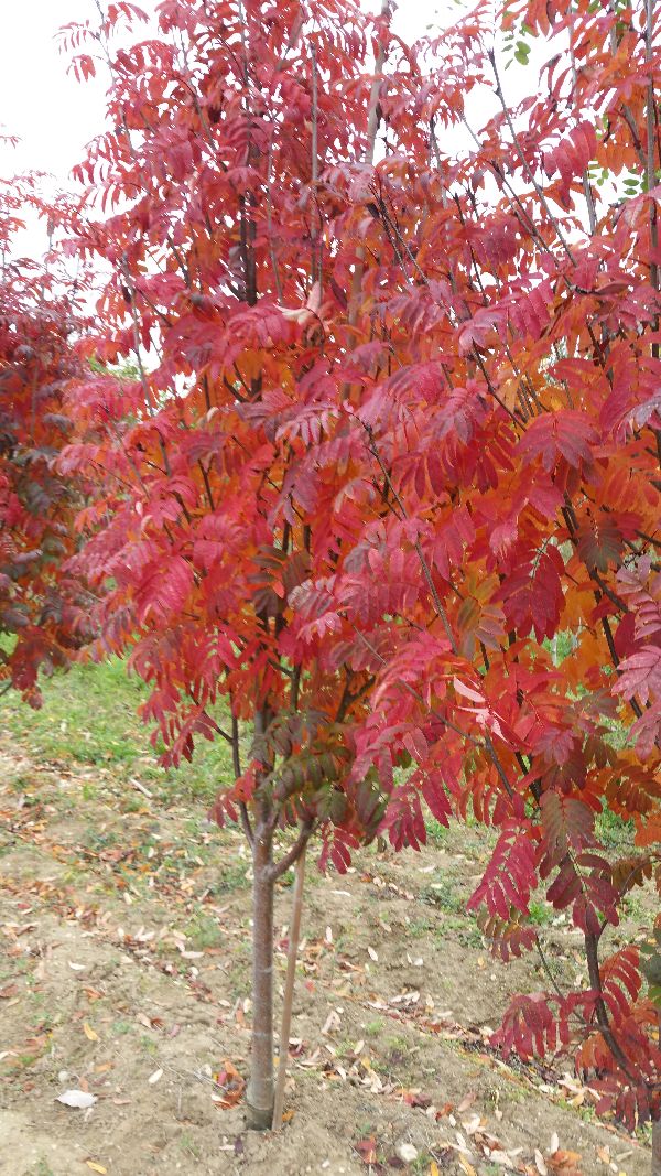 Sorbus 'Fingerprint'