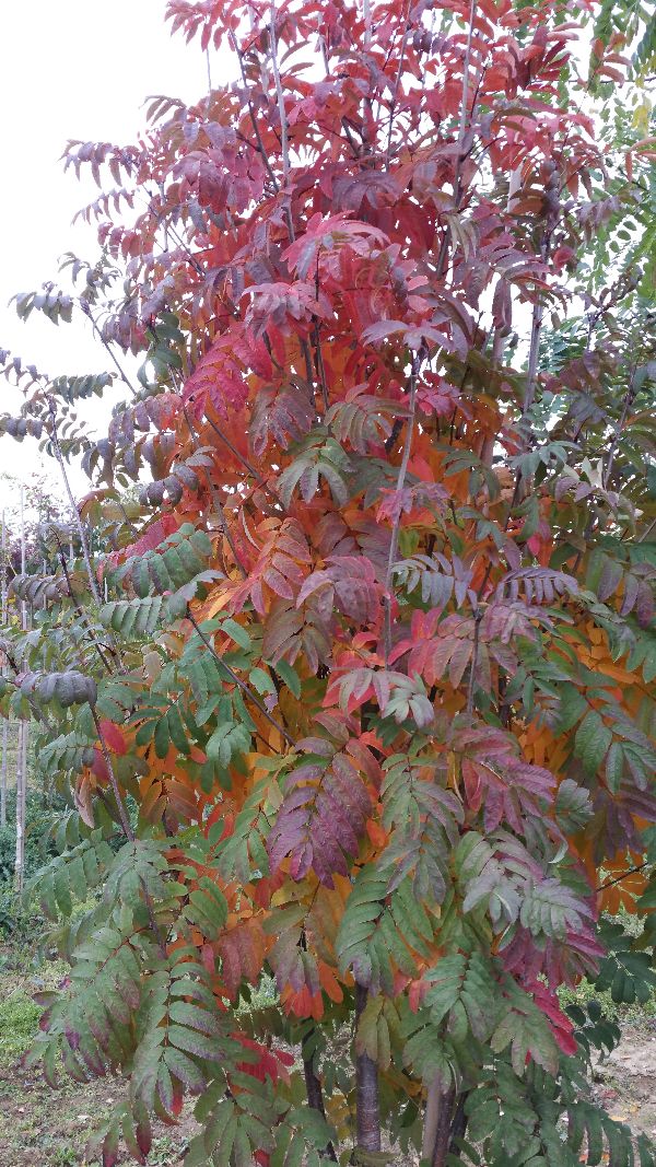 Sorbus 'Fingerprint'