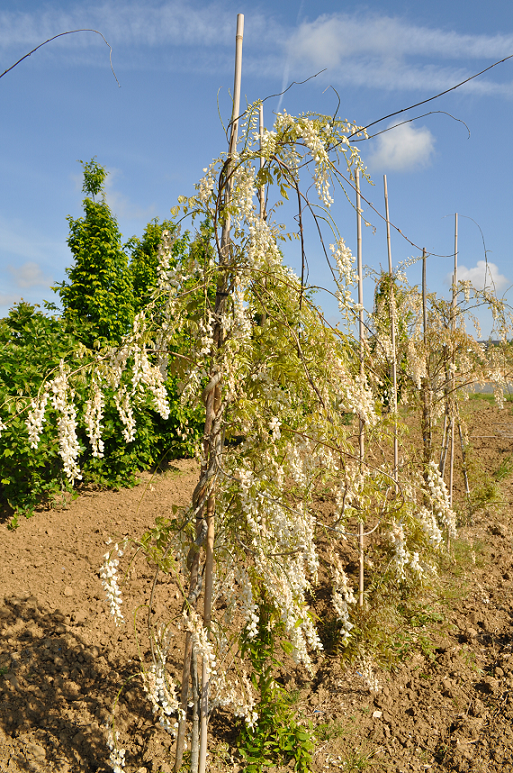 'Longissima Alba'