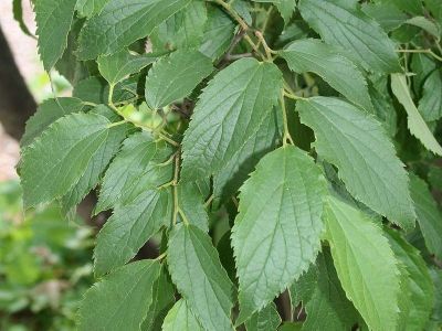 Celtis australis (Credit photo : Franz Xaver)