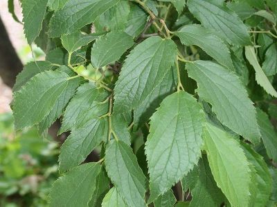 Celtis australis (Credit photo : Franz Xaver)