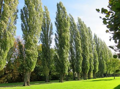 Populus nigra 'italica' (WeeJeeVee)